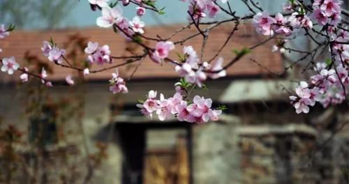 桃树可以种在院子里吗