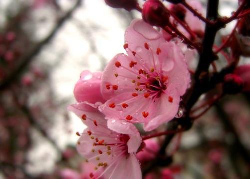 桃树可以种在院子里吗