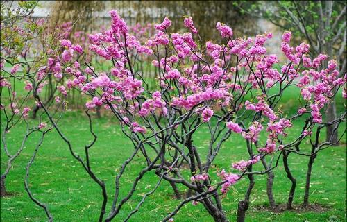 桃树可以种在院子里吗