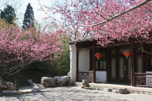 桃树可以种在院子里吗