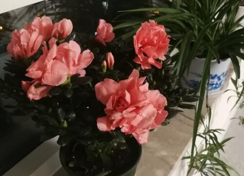 杜鹃什么时候换盆最好