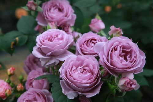 月季蓝色风暴优缺点分析