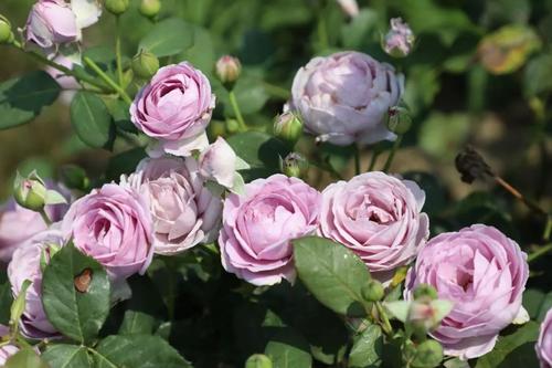 月季蓝色风暴优缺点分析