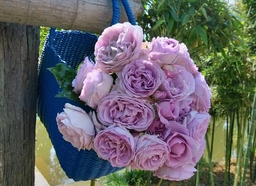 月季蓝色风暴优缺点分析