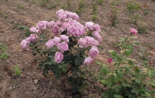 月季蓝色风暴优缺点分析