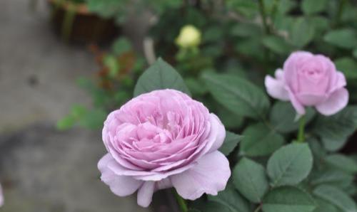 月季蓝色风暴优缺点分析