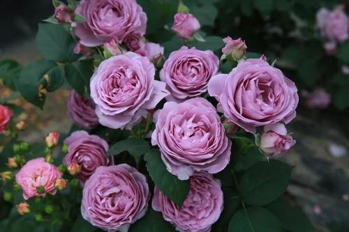 月季蓝色风暴优缺点分析