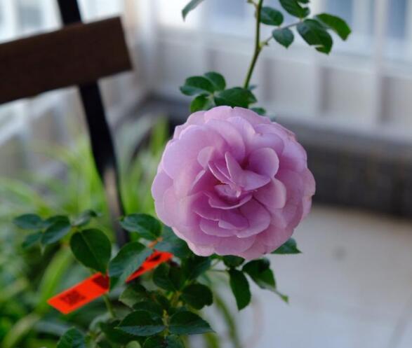 月季蓝色风暴优缺点分析