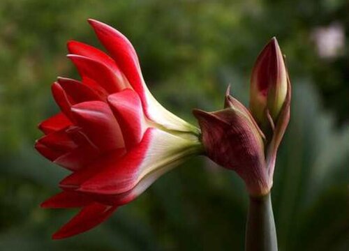 朱顶红为什么不长侧牙