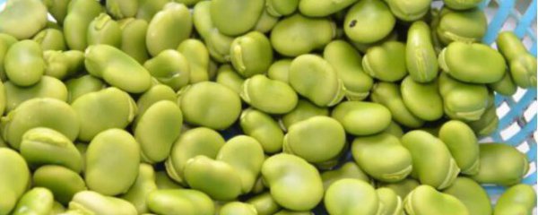 蚕豆发黄发黑还能吃吗