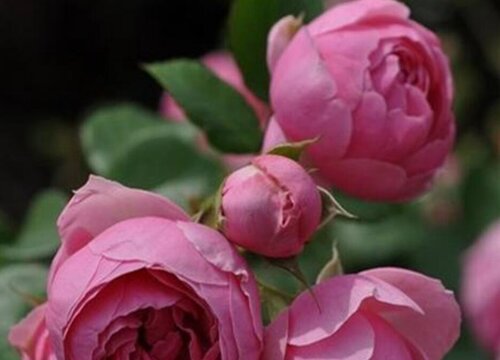 月季红蜘蛛怎么办