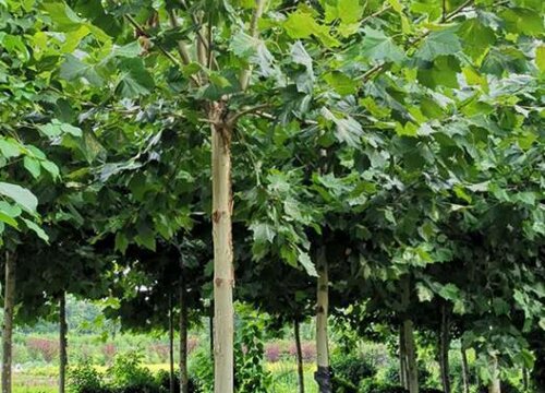 梧桐树花期是什么时候