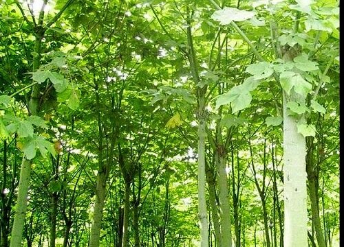 梧桐树花期是什么时候