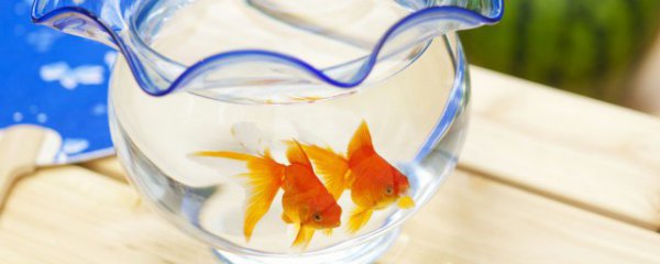 属龙鱼缸放什么摆件招财