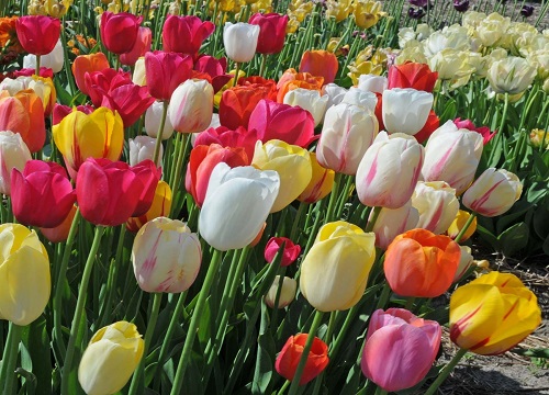 郁金香花期几天