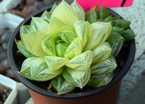 宝草玉露徒长了怎么办