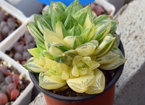 宝草玉露徒长了怎么办