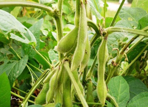 毛豆底肥施什么肥