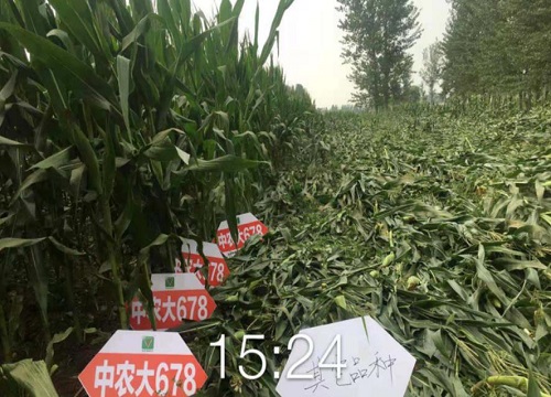中农大678玉米种子简介