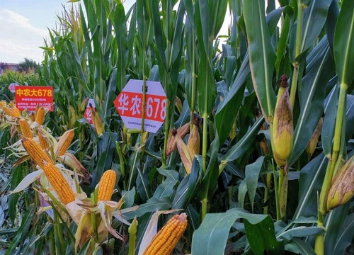 中农大678玉米种子简介