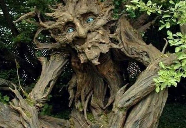 女生说的树洞是什么意思