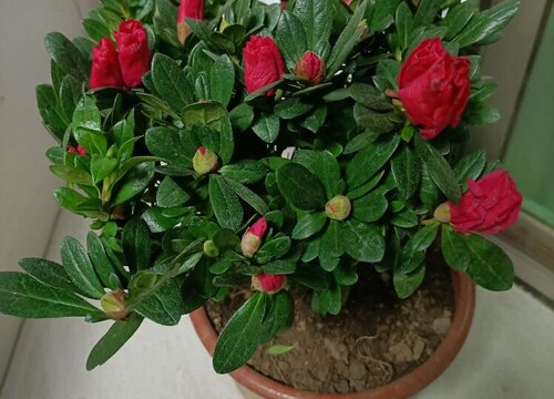 杜鹃花哪个品种好