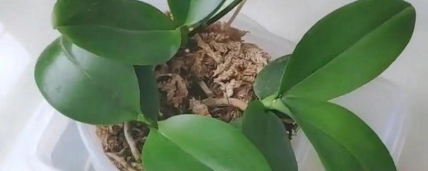 蝴蝶兰什么季节换盆