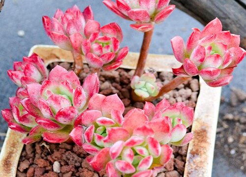 多肉平时用什么药预防