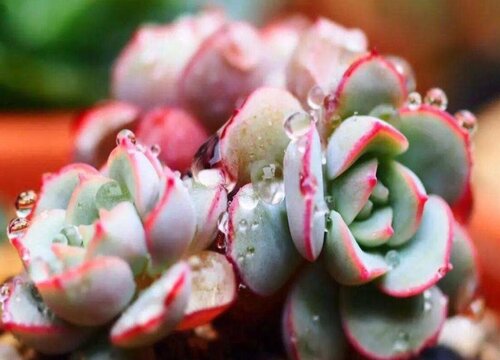 多肉平时用什么药预防