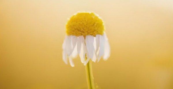 金牛男狠心绝情怎么挽回