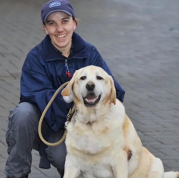 拉布拉多犬的致命缺点