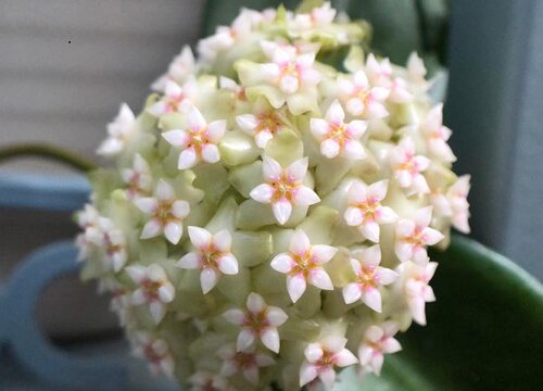 球兰什么季节开花