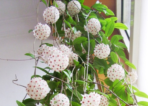 球兰什么季节开花