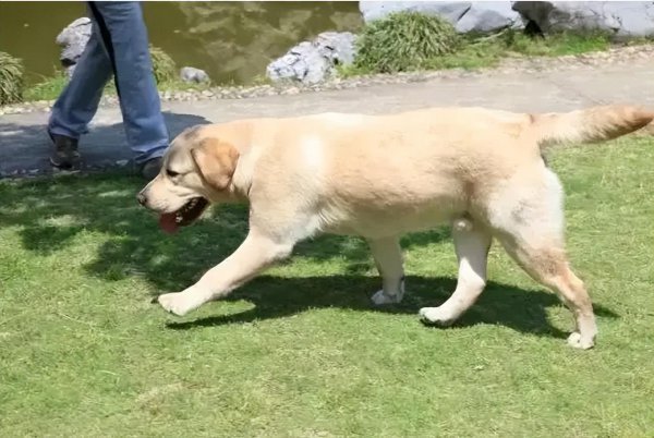 拉布拉多犬的致命缺点