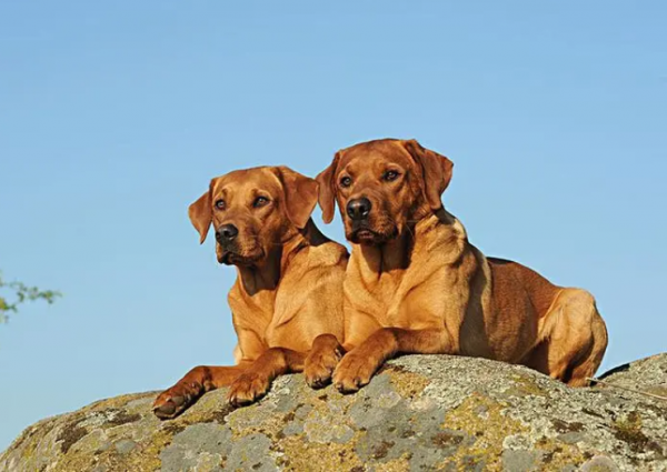 拉布拉多犬的致命缺点