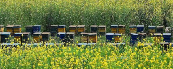 油菜花蜜的产地分布