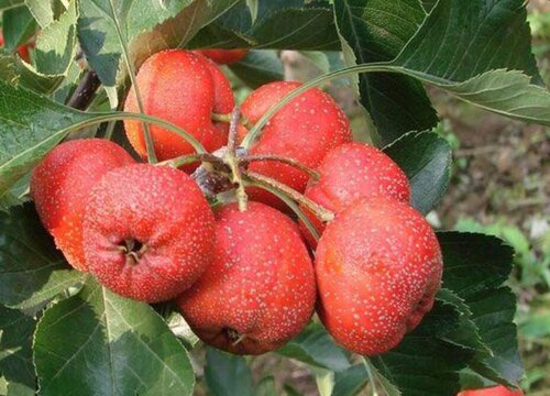 山楂含糖量高吗
