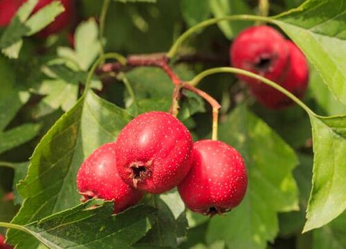 山楂含糖量高吗