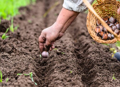 种大蒜的方法和步骤