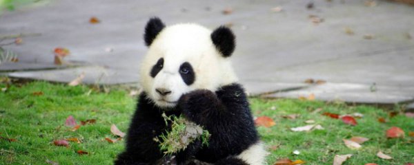 小熊猫和小浣熊的区别