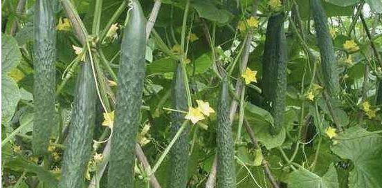 黄瓜开花不结果的原因是什么