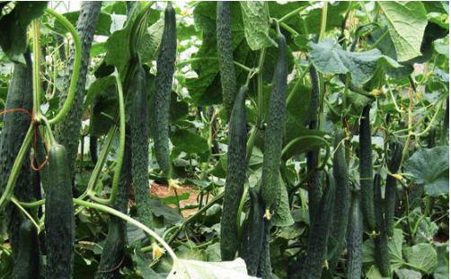 黄瓜开花不结果的原因是什么