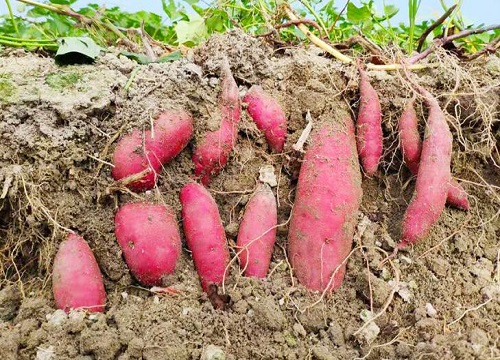 什么地瓜品种最好吃