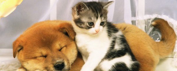 狗能和猫一起养吗