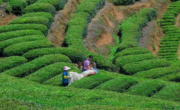 青茶有哪些品种