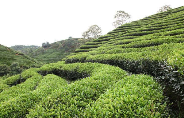 青茶有哪些品种