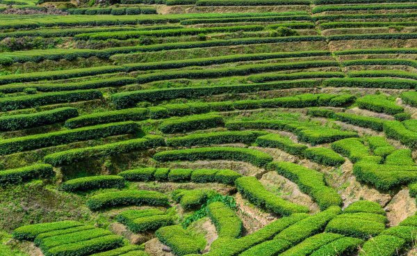 青茶有哪些品种