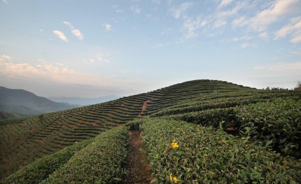 青茶有哪些品种