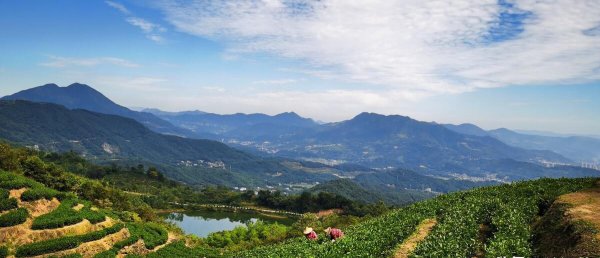 青茶有哪些品种