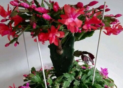 嫁接蟹爪兰的仙人掌干枯是什么原因